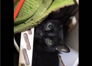 Hallan con vida un gato que estuvo 34 días bajo escombros en La Guaira (+Video)
