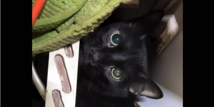 Hallan con vida un gato que estuvo 34 días bajo escombros en La Guaira (+Video)