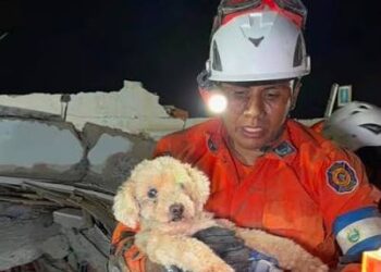 Más de 600 mascotas han sido rescatados entre los escombros tras el doblete sísmico
