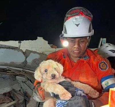 Más de 600 mascotas han sido rescatados entre los escombros tras el doblete sísmico