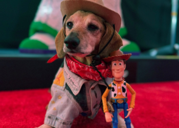 Conoce a Lucas, el perrito de 16 años que se robó el show en la premier de Toy Story 5 (+Video)