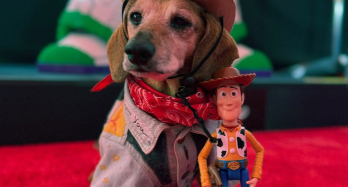 Conoce a Lucas, el perrito de 16 años que se robó el show en la premier de Toy Story 5 (+Video)