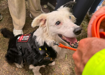 Héroes de cuatro patas: Tsunami pasa al retiro pero continuará entrenando para salvar vidas