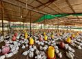 El municipio Mara produce el 40% de la carne de pollo que se consume en el estado Zulia