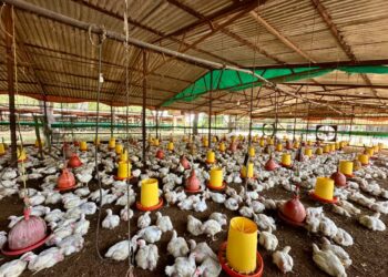 El municipio Mara produce el 40% de la carne de pollo que se consume en el estado Zulia