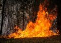 Colombia combate 39 incendios forestales mientras Tolima enfrenta la peor devastación