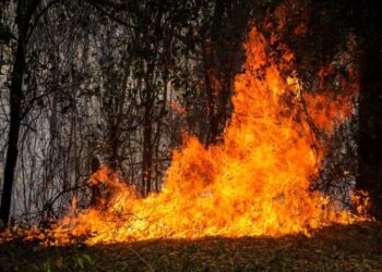 Colombia combate 39 incendios forestales mientras Tolima enfrenta la peor devastación