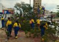 Alcaldía de Maracaibo desplegada en la calle ante reportes de árboles caídos