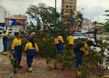 Alcaldía de Maracaibo desplegada en la calle ante reportes de árboles caídos