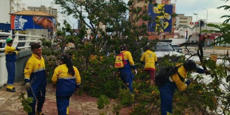 Alcaldía de Maracaibo desplegada en la calle ante reportes de árboles caídos