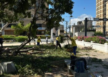 Alcaldía sigue en la calle atendiendo las emergencias por árboles caídos.