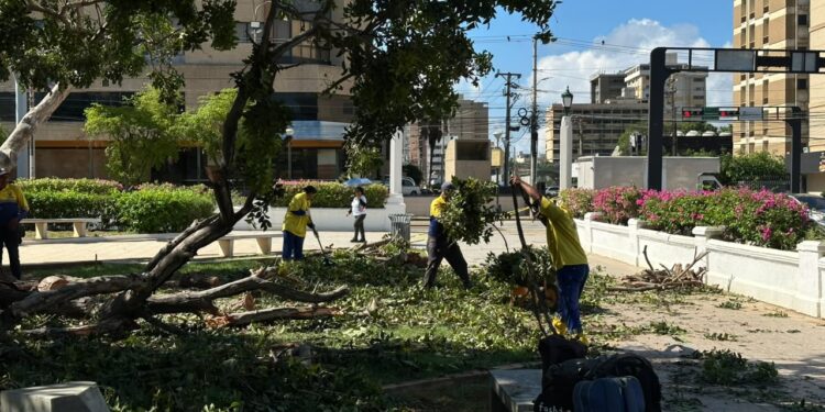 Alcaldía sigue en la calle atendiendo las emergencias por árboles caídos