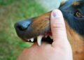 Trágico ataque de dos perros deja un adulto mayor fallecido en Bolívar