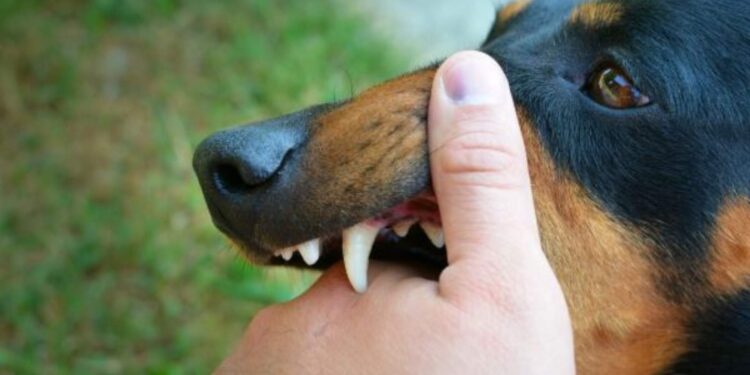 Trágico ataque de dos perros deja un adulto mayor fallecido en Bolívar