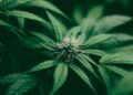 Autoridades en Nigeria arrestan a una anciana de 101 años por venta ilegal de cannabis