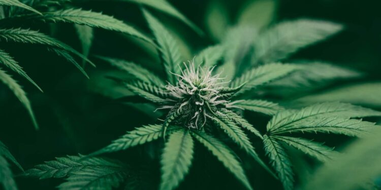 Autoridades en Nigeria arrestan a una anciana de 101 años por venta ilegal de cannabis