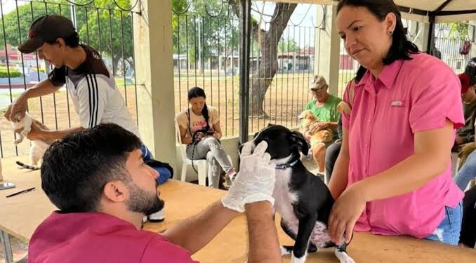 IMPA se reunió con sectores involucrados, Maracaibo consolida red de proteccionistas para convertirse en referencia del bienestar animal