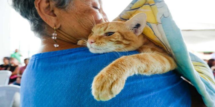 Concejo Municipal y el Impa actualizan ordenanza de protección animal