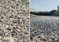 Escena apocalíptica: la sequía extrema en un río deja miles de peces muertos al descubierto (VIDEO)