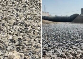 Escena apocalíptica: la sequía extrema en un río deja miles de peces muertos al descubierto (VIDEO)