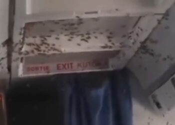 Un enjambre de abejas a bordo obliga a aterrizar a un avión de la ONU (VIDEO)