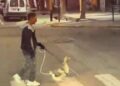 Un ave se vuelve viral al ser ‘guía’ de una persona invidente (VIDEO)
