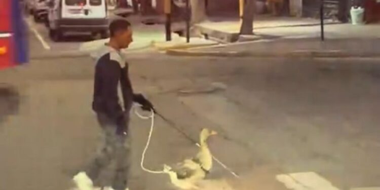 Un ave se vuelve viral al ser ‘guía’ de una persona invidente (VIDEO)