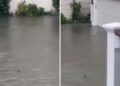 ¿Tiburones en las calles? El inusual fenómeno que sorprende a Nueva Jersey tras las inundaciones de un fuerte temporal