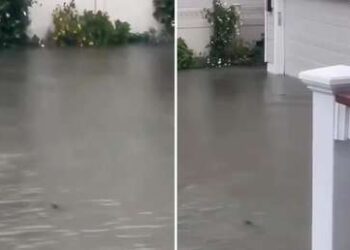 ¿Tiburones en las calles? El inusual fenómeno que sorprende a Nueva Jersey tras las inundaciones de un fuerte temporal