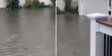 ¿Tiburones en las calles? El inusual fenómeno que sorprende a Nueva Jersey tras las inundaciones de un fuerte temporal