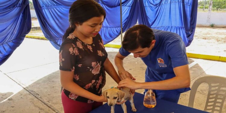 Maracaibo se suma a Castralat en el Día Mundial de los Animales