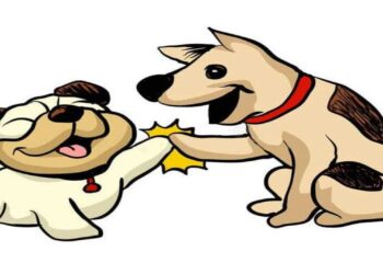 Alcaldía de Maracaibo invita a la primera “Caminata en Manada” por el bienestar canino