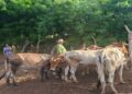 Alcaldía de Maracaibo apoya caracterización de ganadería bovina para certificar al país libre de aftosa