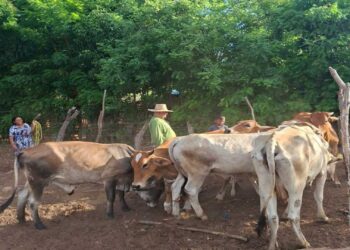 Alcaldía de Maracaibo apoya caracterización de ganadería bovina para certificar al país libre de aftosa