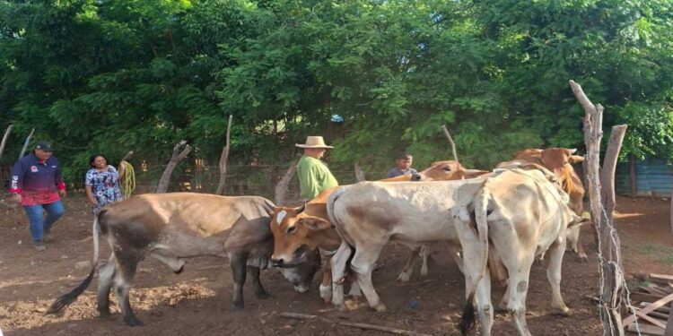 Alcaldía de Maracaibo apoya caracterización de ganadería bovina para certificar al país libre de aftosa