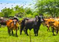 Plan de Caracterización del Ganado Bovino avanza en el Zulia con el abordaje de 7.800 predios