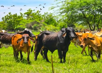 Plan de Caracterización del Ganado Bovino avanza en el Zulia con el abordaje de 7.800 predios