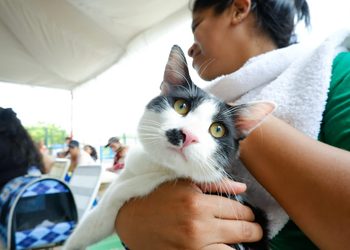 ‎IMPA atiende hasta 120 mascotas en cada jornada de esterilización en Maracaibo
