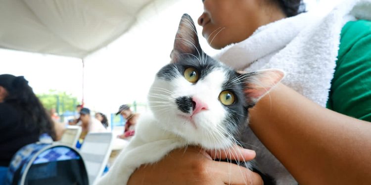 ‎IMPA atiende hasta 120 mascotas en cada jornada de esterilización en Maracaibo