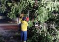Alcaldía de Maracaibo atiende en operativo nocturno de emergencia caída de árboles por fuertes vientos en la ciudad