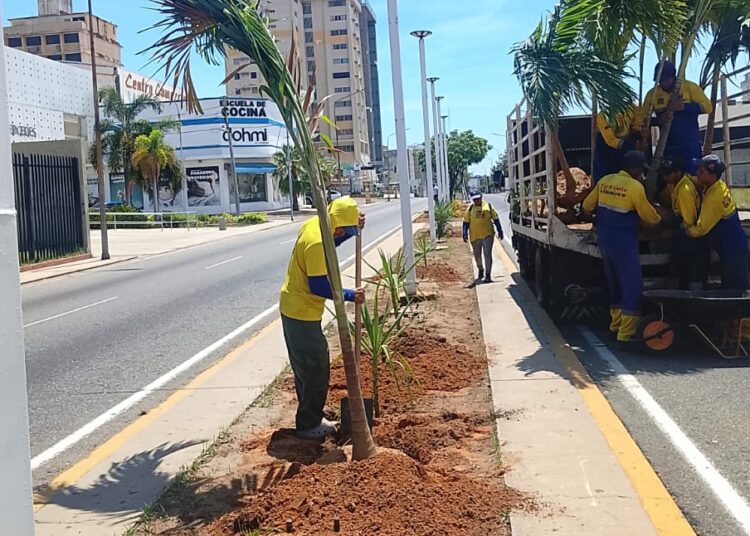 Instituto Municipal del Ambiente despliega operativo de siembra en Bella Vista
