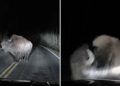 VIDEO: Aterrador encuentro con una bestia salvaje termina en un inesperado ataque en total oscuridad