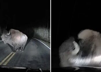 VIDEO: Aterrador encuentro con una bestia salvaje termina en un inesperado ataque en total oscuridad