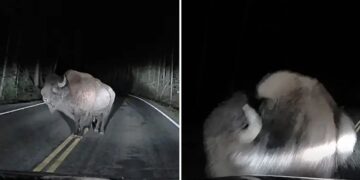 VIDEO: Aterrador encuentro con una bestia salvaje termina en un inesperado ataque en total oscuridad