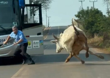 VIDEO: Un conductor y un toro se enfrentan en una carretera