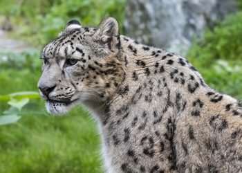 Un leopardo ataca a una cuidadora en un zoológico y la deja en estado crítico