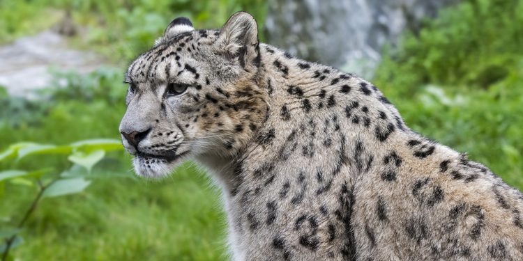 Un leopardo ataca a una cuidadora en un zoológico y la deja en estado crítico