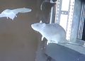 VIDEO: Captan por primera vez a una rata cazando murciélagos en pleno vuelo