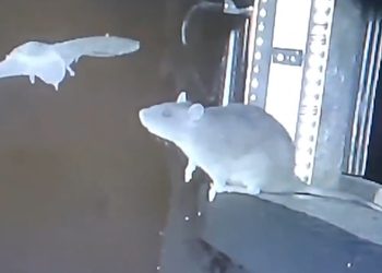 VIDEO: Captan por primera vez a una rata cazando murciélagos en pleno vuelo