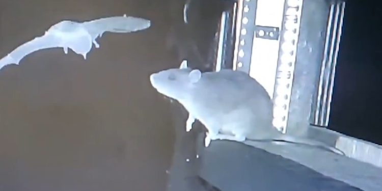 VIDEO: Captan por primera vez a una rata cazando murciélagos en pleno vuelo